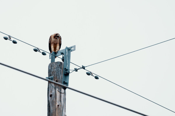 bird upon pole