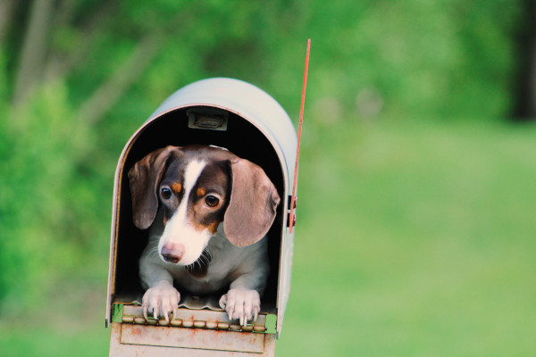 dog in mailbox